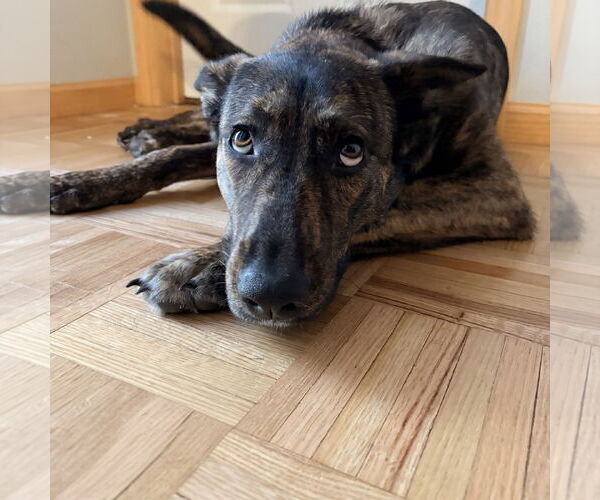 Medium Photo #5 Mutt Puppy For Sale in Fargo, ND, USA