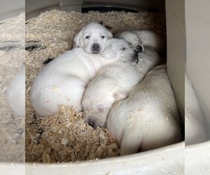 Labrador Retriever Puppy for Sale in ALL HEALING SPRINGS, North Carolina USA