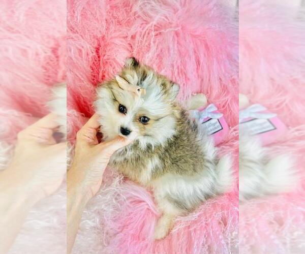 Medium Photo #5 Pomeranian Puppy For Sale in FT LAUDERDALE, FL, USA