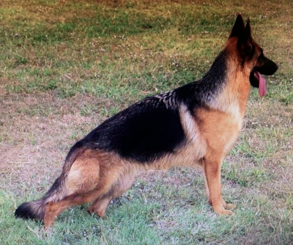 Medium Photo #1 German Shepherd Dog Puppy For Sale in FRISCO, TX, USA