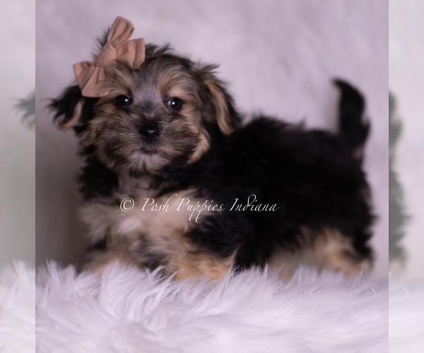 Medium Photo #3 Morkie Puppy For Sale in WARSAW, IN, USA
