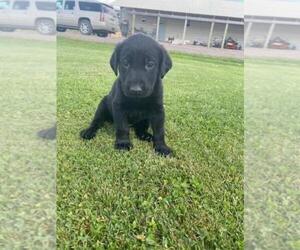 Labrador Retriever Puppy for sale in FINLAYSON, MN, USA