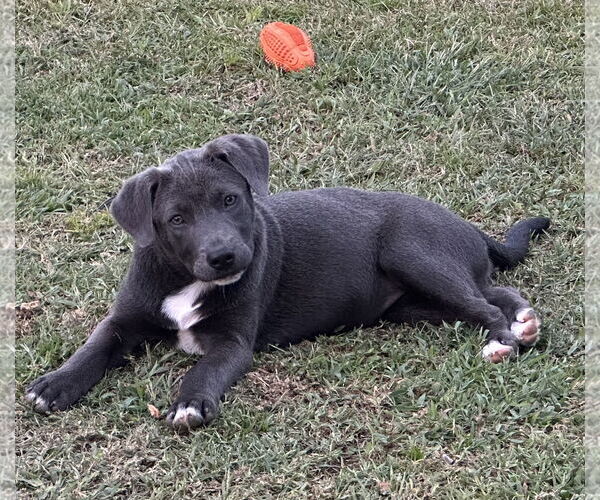 Medium Photo #6 Labrador Retriever-Unknown Mix Puppy For Sale in Garner, NC, USA