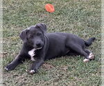Small #5 Labrador Retriever Mix