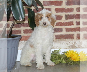Poodle (Standard) Puppy for sale in NOTTINGHAM, PA, USA