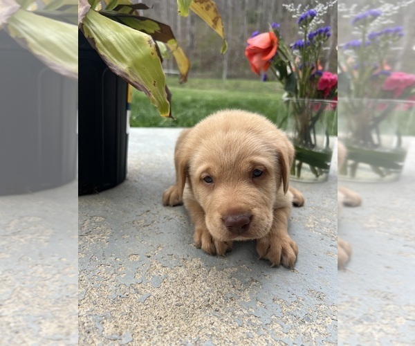 Medium Photo #6 Labrador Retriever Puppy For Sale in NEOLA, WV, USA