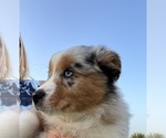 Puppy Star Australian Shepherd