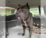 Small Photo #1 Cane Corso Puppy For Sale in OOLOGAH, OK, USA