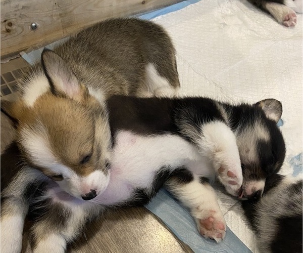 Medium Photo #5 Pembroke Welsh Corgi Puppy For Sale in BRANDON, FL, USA