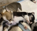 Small #4 Pembroke Welsh Corgi