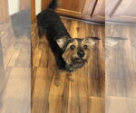 Small #2 Mutt