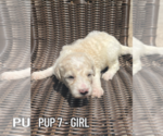 Small #6 Goldendoodle