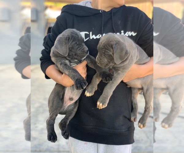 Medium Photo #4 Cane Corso Puppy For Sale in MORENO VALLEY, CA, USA