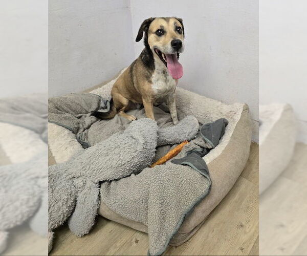 Medium Photo #8 Mutt Puppy For Sale in Houston, TX, USA