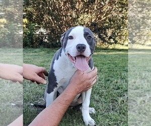 American Bully Puppy for sale in BETHUNE, SC, USA