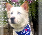 Small #3 Siberian Husky Mix