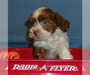 Havanese Puppy for sale in WEST CONCORD, MN, USA