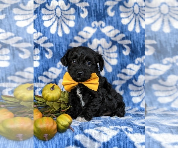 Medium Photo #1 YorkiePoo Puppy For Sale in OXFORD, PA, USA