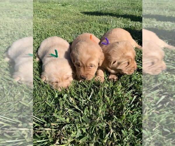 Medium Photo #2 Golden Labrador Puppy For Sale in FARMINGTON, MO, USA