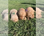 Small #1 Golden Labrador