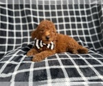 Small #2 Goldendoodle (Miniature)