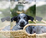Small #1 Mutt