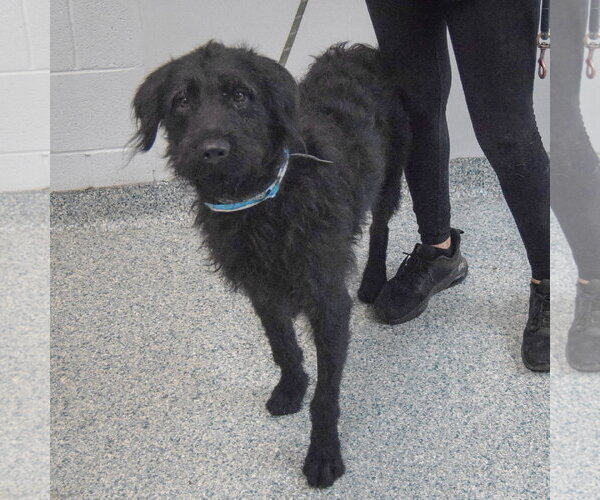 Medium Photo #2 Irish Wolfhound-Unknown Mix Puppy For Sale in Huntley, IL, USA