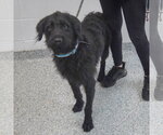 Small #1 Irish Wolfhound Mix