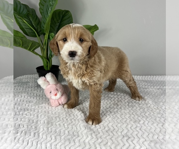 Medium Photo #5 Goldendoodle (Miniature) Puppy For Sale in FRANKLIN, IN, USA