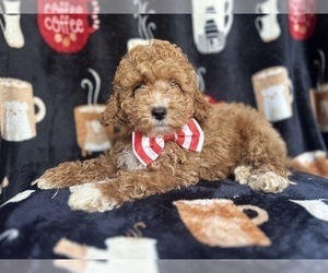 Cock-A-Poo Puppy for sale in LAKELAND, FL, USA