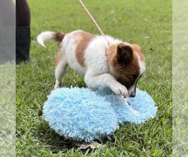 Medium Photo #4 Labrenees Puppy For Sale in Yardley, PA, USA