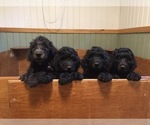 Small Photo #1 Labradoodle Puppy For Sale in WATERLOO, SC, USA