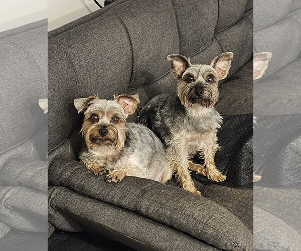 Medium Photo #1 Mutt Puppy For Sale in Sykesville, MD, USA