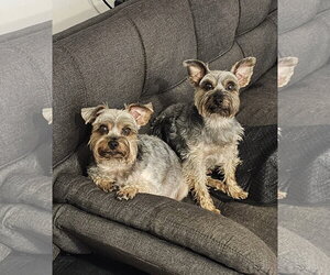 Mutt Dogs for adoption in Sykesville, MD, USA