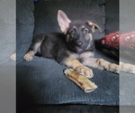 Puppy Lilo German Shepherd Dog