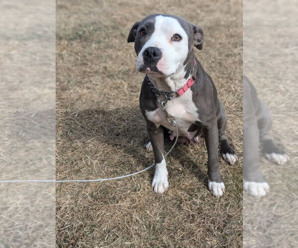 Medium Photo #1 Mutt Puppy For Sale in FRAMINGHAM, MA, USA