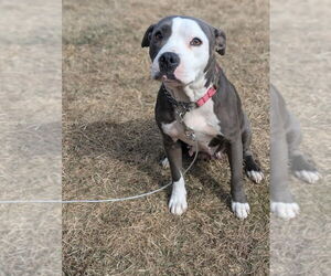 Mutt Dogs for adoption in FRAMINGHAM, MA, USA
