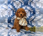 Small #6 Poodle (Toy)