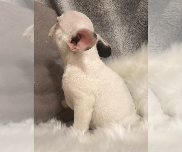 Medium Photo #5 French Bulldog Puppy For Sale in HARTVILLE, MO, USA