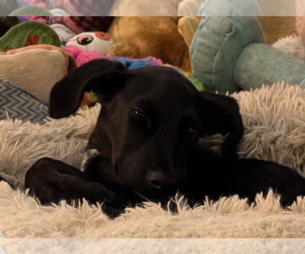 Medium Photo #5 Labrador Retriever-Unknown Mix Puppy For Sale in The Woodlands, TX, USA