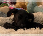 Small #4 Labrador Retriever Mix