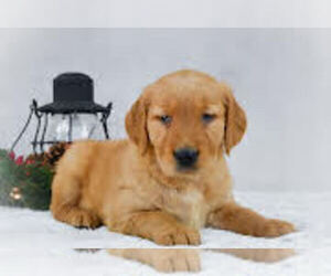 Golden Retriever Puppy for sale in APPLE CREEK, OH, USA