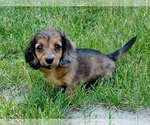 Small Photo #3 Dachshund Puppy For Sale in CLARK, MO, USA