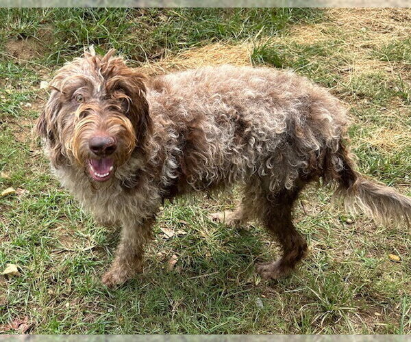 Medium Photo #3 Labradoodle Puppy For Sale in Wetumpka, AL, USA