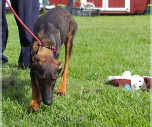 Medium Doberman Pinscher