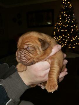 Medium Photo #1 Dogue de Bordeaux Puppy For Sale in DIABLO GRANDE, CA, USA