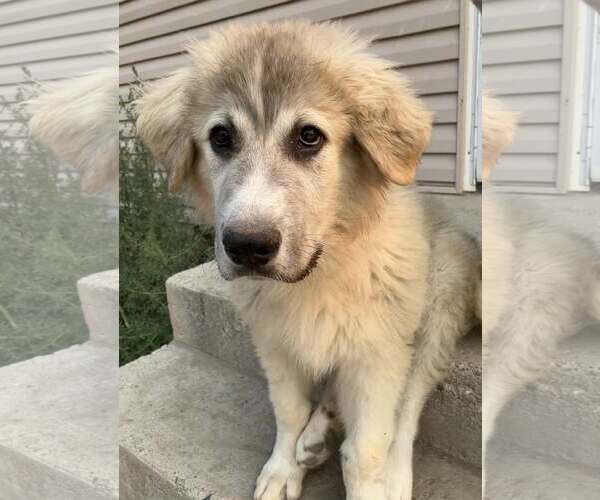 Medium Photo #5 Great Pyrenees Puppy For Sale in Sandy, UT, USA