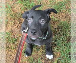 Small #2 Labrador Retriever Mix