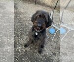 Small Photo #6 Labradoodle Puppy For Sale in Elmsford, NY, USA
