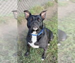 Small #3 American Staffordshire Terrier Mix